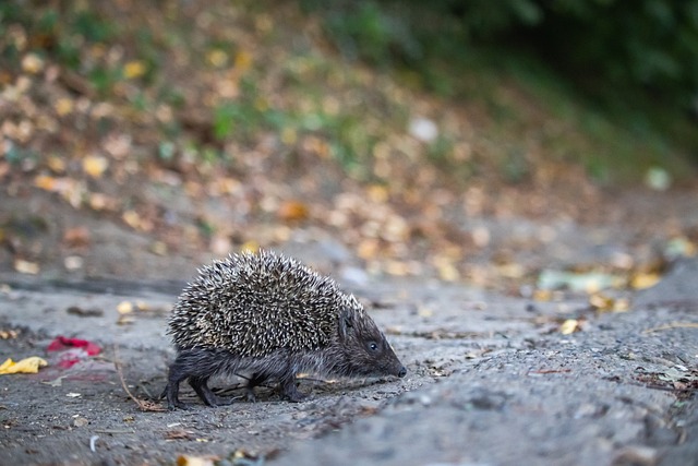 奖的概率 奖的概率